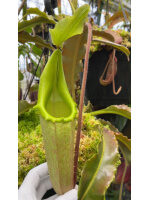 Nepenthes maxima weavy leaf BE-3907 - 5924