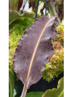 Nepenthes maxima weavy leaf BE-3907 - 5926