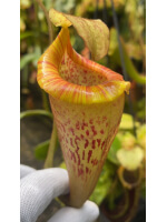 Nepenthes platychila – clones variés BE-4065 - 5927