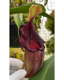 Nepenthes ovata – clones...