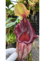 Nepenthes ovata – clones assortis: BE-4084 - 5931