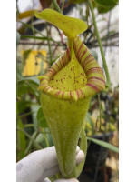 Nepenthes ovata – clones assortis: BE-4084 - 5932