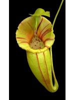 Nepenthes ovata – clones assortis: BE-4084 - 5933