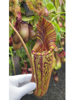Nepenthes mollis BE-3921 - 5934