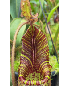 Nepenthes mollis BE-3921