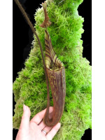 Nepenthes mollis BE-3921 - 5937
