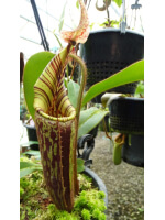 Nepenthes mollis BE-3921 - 5938