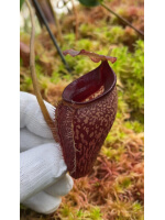 Nepenthes talangensis - clones assortis BE-4075 - 5939