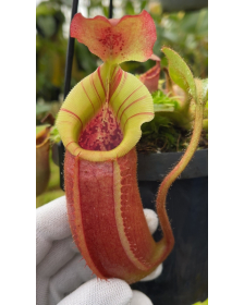 (Nepenthes veitchii x...