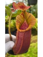 (Nepenthes veitchii x lowii) x veitchii BE-4627 - 5941