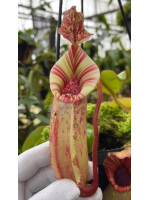(Nepenthes veitchii x lowii) x veitchii BE-4627 - 5942
