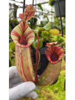 (Nepenthes veitchii x lowii) x veitchii BE-4627 - 5943