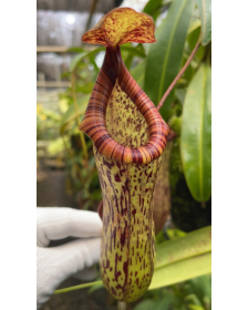 Nepenthes vogelii x...
