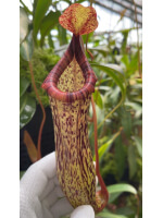 Nepenthes vogelii x ventricosa - clone sélectionné : BE-4593 - 5945