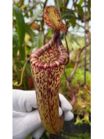 Nepenthes vogelii x ventricosa - clone sélectionné : BE-4593 - 5947