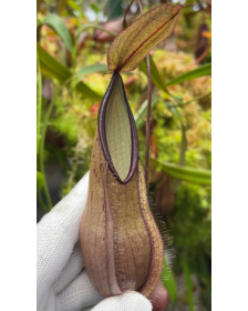 Nepenthes tentaculata --...