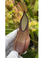 Nepenthes tentaculata -- clone sélectionné BE-3870 - 5949