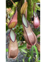 Nepenthes tentaculata -- clone sélectionné BE-3870 - 5950