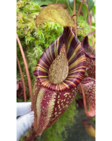 Nepenthes talangensis x spectabilis BE-4063