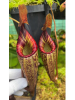 Nepenthes talangensis x spectabilis BE-4063 - 5952