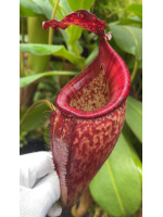 Nepenthes talangensis x glandulifera -- selected clone BE-3665 - 5953