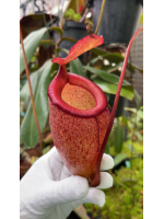 Nepenthes sibuyanensis x...