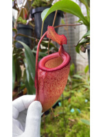 Nepenthes sibuyanensis x attenboroughii - assorted clones BE-4579 - 5967