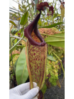 Nepenthes maxima 'lumut' BE-3067 - 5968