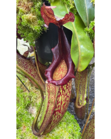 Nepenthes maxima 'lumut'...