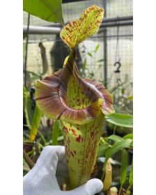 Nepenthes (veitchii x...