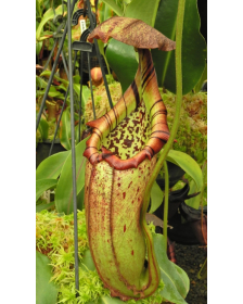 Nepenthes burbidgeae x robcantleyi BE-4038