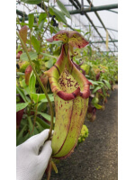 Nepenthes burbidgeae x robcantleyi BE-4038 - 5974