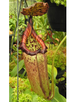 Nepenthes burbidgeae x robcantleyi BE-4038 - 5975
