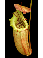Nepenthes burbidgeae x robcantleyi BE-4038 - 5976