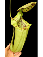 Nepenthes burbidgeae x robcantleyi BE-4038 - 5977