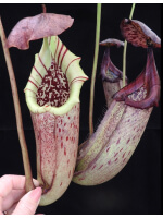 Nepenthes burbidgeae x robcantleyi BE-4038 - 5978