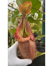 Nepenthes robcantleyi x...