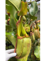 Nepenthes robcantleyi x veitchii -- assorted clones BE-3933 - 5980