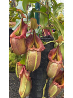 Nepenthes robcantleyi x veitchii -- assorted clones BE-3933 - 5981