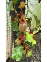 Nepenthes robcantleyi x veitchii -- assorted clones BE-3933 - 5982