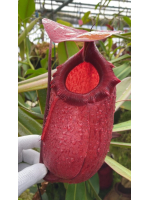 Nepenthes sibuyanensis x...