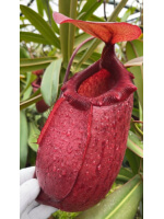 Nepenthes sibuyanensis x merrilliana -- best selected clone: BE-4026 - 5988