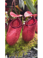 Nepenthes sibuyanensis x merrilliana -- meilleur clone sélectionné: BE-4026 - 5989