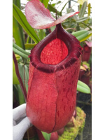 Nepenthes sibuyanensis x merrilliana -- best selected clone: BE-4026 - 5990