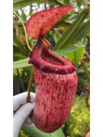 Nepenthes sibuyanensis x merrilliana -- meilleur clone sélectionné: BE-4026 - 5991