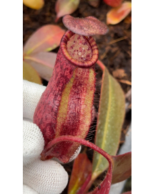 Nepenthes peltata x...