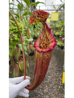 Nepenthes (lowii x macrophylla) x burbidgeae -- BE-4054 - 5996