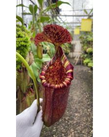 Nepenthes (lowii x...