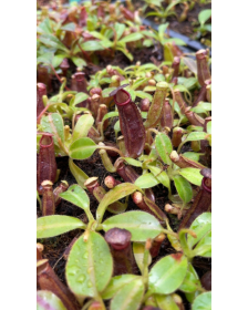 Nepenthes glandulifera x...