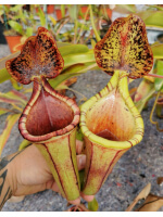 Nepenthes glandulifera x ephippiata BE-4655 - 5999